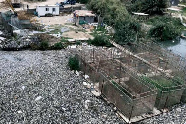 جانب من جمع الأسماك النافقة من مزرعة لتربيتها في بلدة الهندية جنوب غربي بغداد (أ.ب)