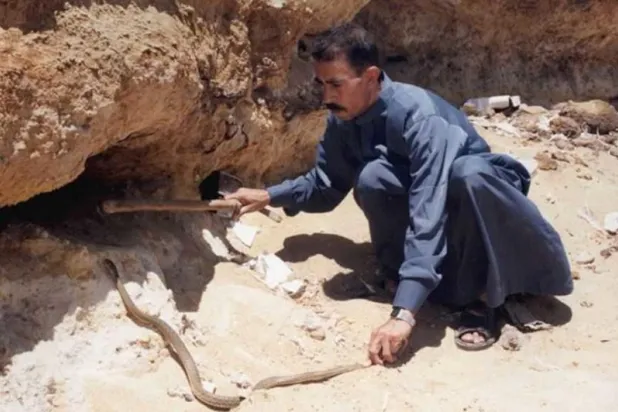 «الرفاعي»... صائد الثعابين بالكلمة والحيلة