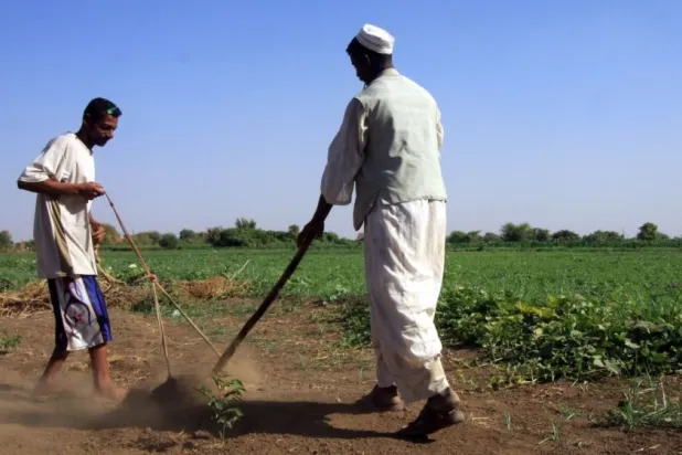 New Saudi Investments in Sudan’s Agriculture