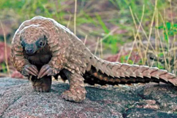 القبض على 9 فيتناميين تاجروا في حيوان «البنغولين»