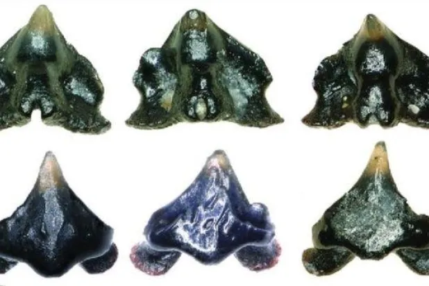 اكتشاف هيكل سمكة قرش تعود لما قبل التاريخ