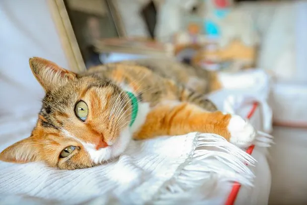 Edebiyatçıların ilhamı ve yoldaşı kediler