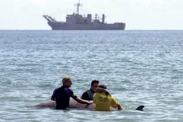 «داء الغواص» يتسبب بوفاة الحوت ذي المنقار