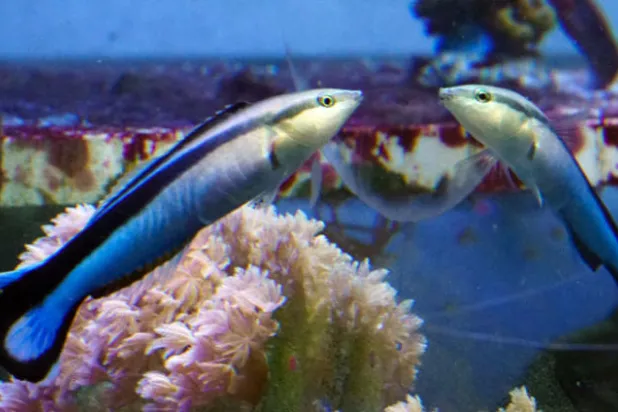 الاسماك تتعرف على نفسها في المرآة!