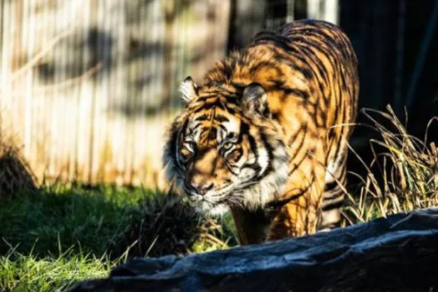 جنایت در باغ وحش لندن: ببرعروسش را تکه‌تکه کرد