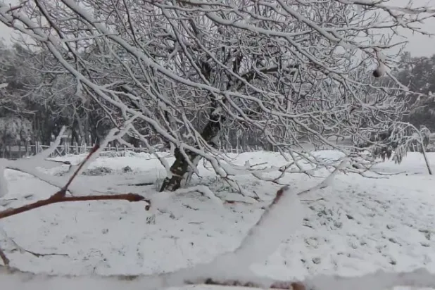 ثلوج في مرتفعات الشمال الغربي في تونس («الشرق الأوسط»)