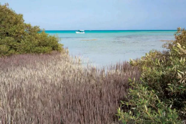 ​اقدامات ریاض برای حفاظت از محیط زیست در «پروژهٔ دریای سرخ»