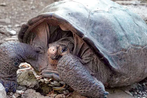العثور في الإكوادور على سلحفاة عملاقة مفقودة منذ 100 عام