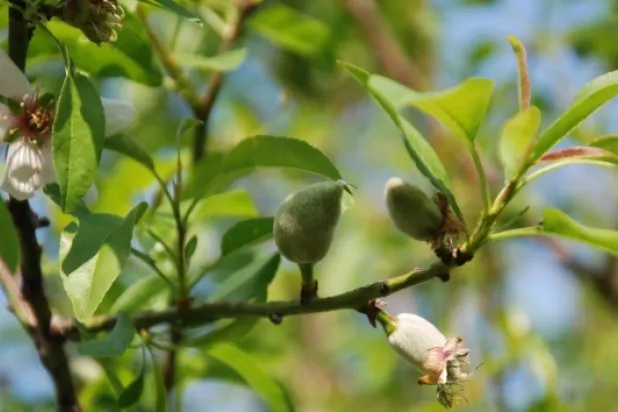 Yılın ilk çağla hasadı Silifke'de yapıldı