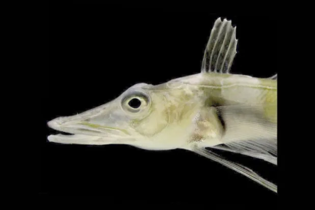 فريق دولي يكشف سرّ بقاء أسماك الجليد على قيد الحياة