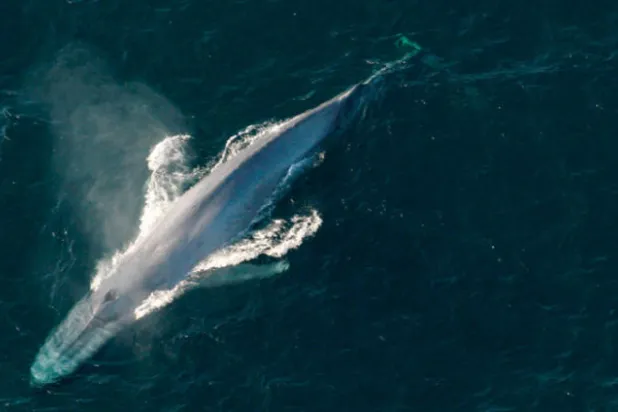 «العملاق الناعم» يعتمد في بحثه عن الطعام على الذاكرة
