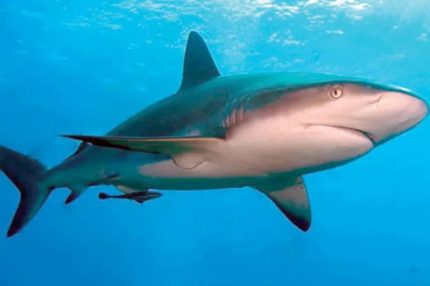 البشر وراء تراجع أعداد قرش الشعاب الرمادي وتغير سلوكه