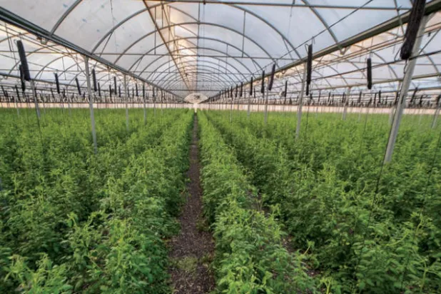 أبوظبي تطرح حزماً تحفيزية لاستقطاب شركات عالمية في قطاع الزراعة