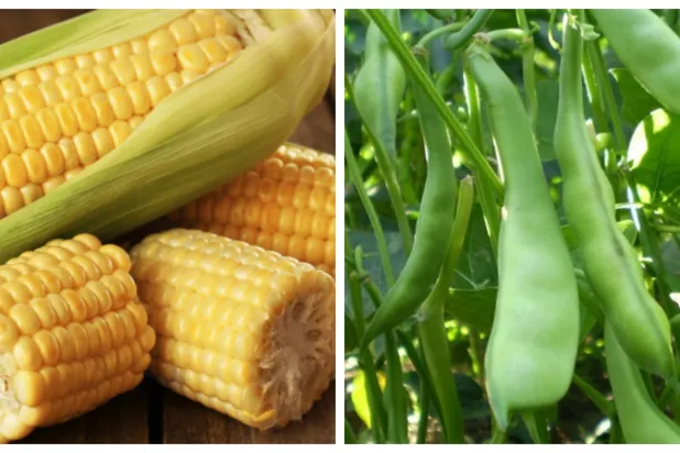 İklim değişikliği yoksulların besinlerini zehirliyor