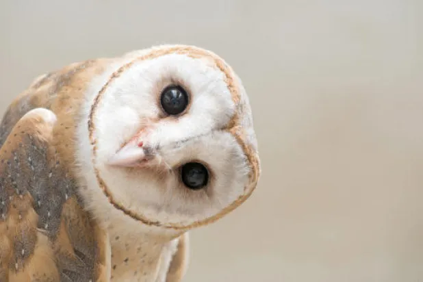 بومة «القلب» صديقة الفلّاحين («الشرق الأوسط»)