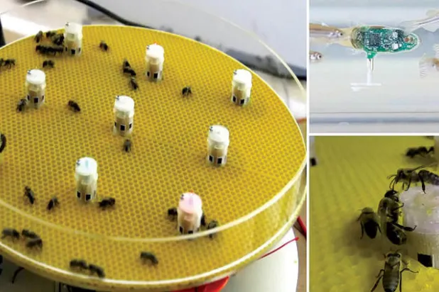 الروبوتات تتيح إمكانية التواصل بين الأسماك والنحل