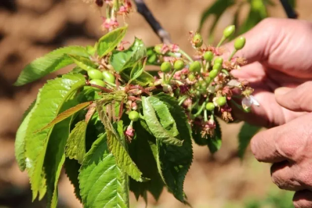 Kuzey yarım kürenin ilk kirazı 15 gün sonra sofralarda