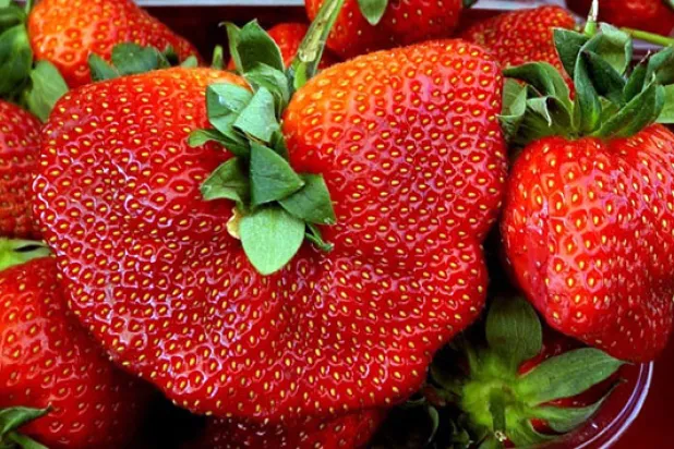 Devasa çilek görenleri şaşırttı