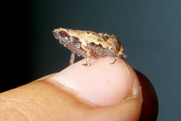 اكتشاف ضفدعة في مدغشقر بحجم حبة الأرز