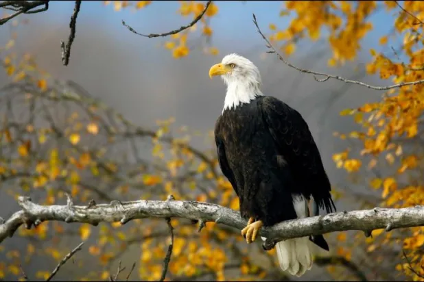 أنثى نسر صربية شاردة تعود إلى موطنها... بالطائرة