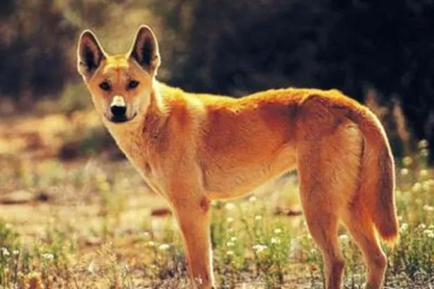 أب ينتزع صغيره من بين فكي كلب دينغو شرس في أستراليا