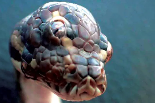 العثور على ثعبان بثلاث عيون في شمال أستراليا