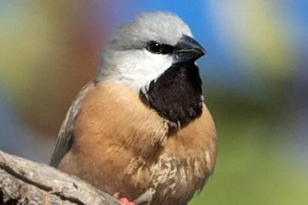 طائر مهدد بالانقراض يعطل مشروع بمليارات الدولارات في أستراليا