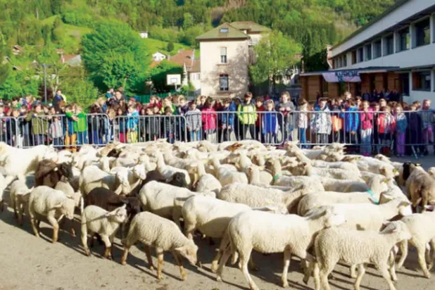 تسجيل عشرات الخراف في مدرسة فرنسية!