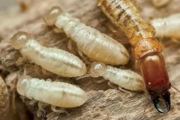 مستعمرات النمل الأبيض تهدد آلاف العقارات بالإسكندرية