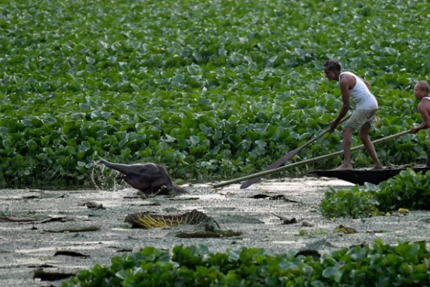 فيل غاضب يهاجم قرويين بعد سقوط صغيره في حفرة