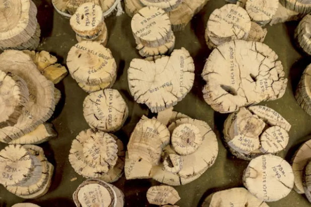 حلقات الأشجار تعرّف العلماء بأنماط التغيّرات المناخية في العالم