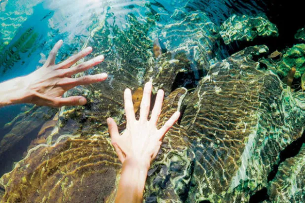 مخلوقات بحرية أسيرة للأبد في صمغ شجرة