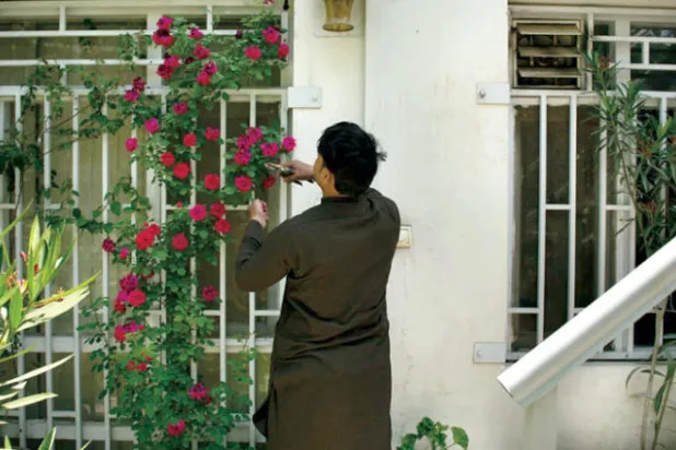 زامير... بستاني بالمصادفة في كابل