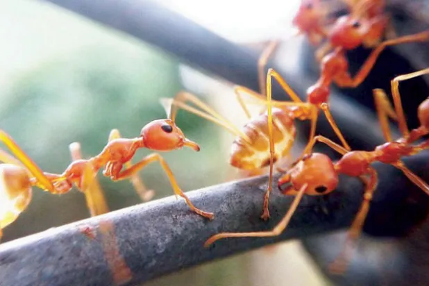 رائحة القهوة تتخلص من النمل