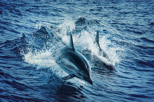 علماء يدرسون أسباب نفوق الدلافين في سواحل الخليج الأميركي