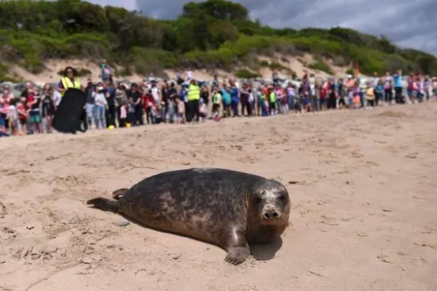بالفيديو... فقمات تقلد أصوات وغناء البشر