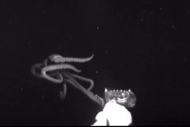 بالفيديو... علماء أميركيون يرصدون ظهوراً نادراً للحبار العملاق