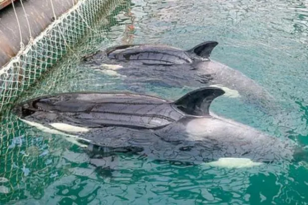 روسيا تطلق سراح حيتان بعد استهجان دولي