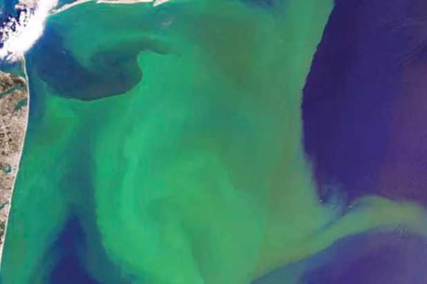 بقعة طحالب عملاقة تمتد بين أفريقيا والمكسيك