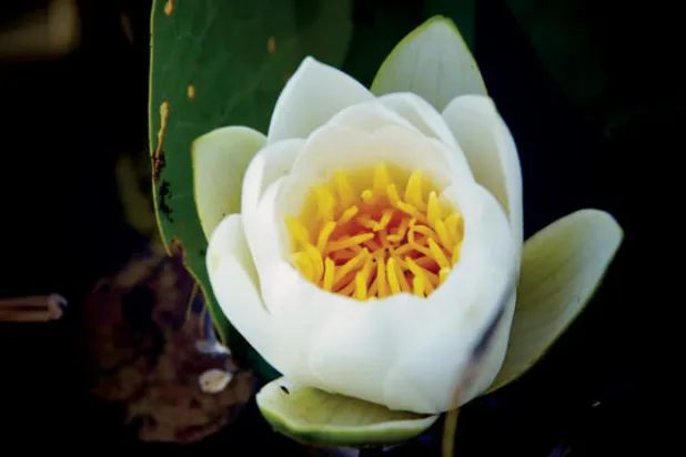 زهرة الزنبق المائي تتحدى الإشعاع النووي في تشيرنوبل