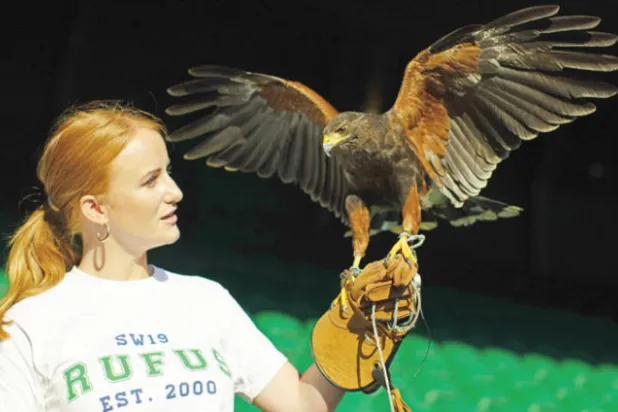 روفس الصقر... وحماية سماء ويمبلدون من الحمائم