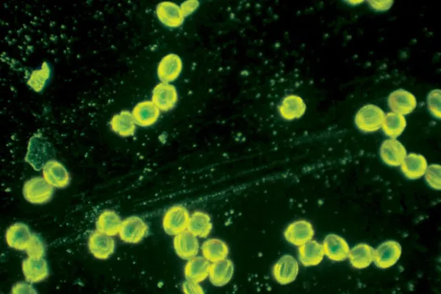 حبوب الطلْع تساعد العلماء على تعقب آثار الجرائم