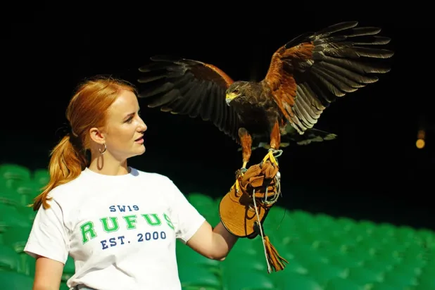 On Pigeon Patrol, Rufus the Hawk Rules the Skies Over Wimbledon