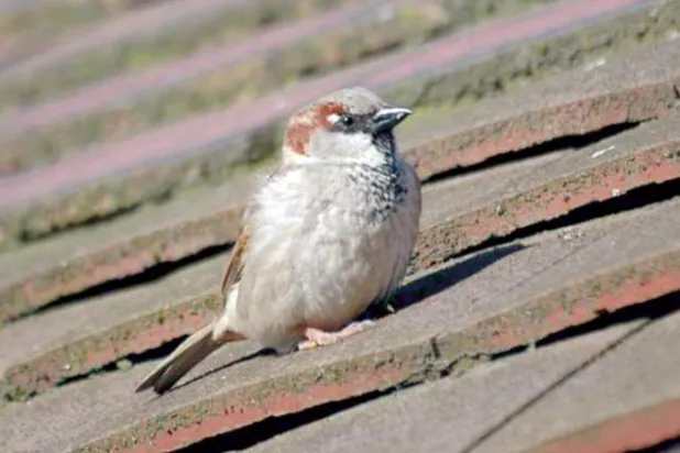 ملاريا الطيور تهدد باختفاء عصفور لندن الأيقوني
