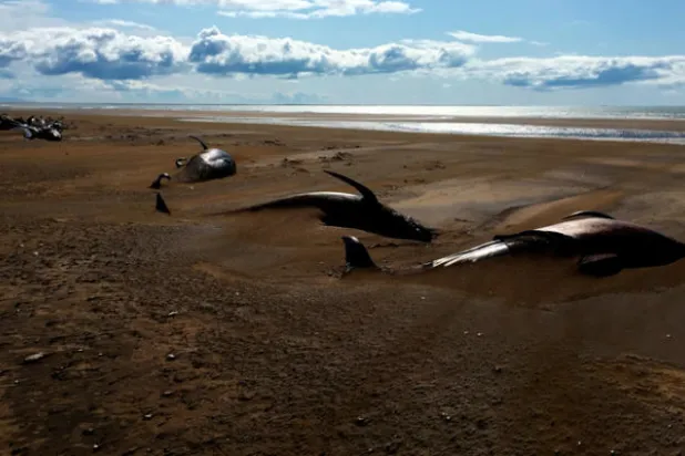 العثور على 50 من حيتان الربّان نافقة في آيسلندا