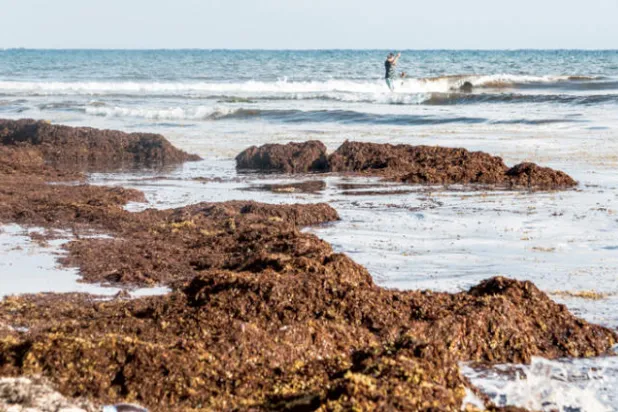 شواطئ المكسيك تواجه تهديد الطحالب البنية