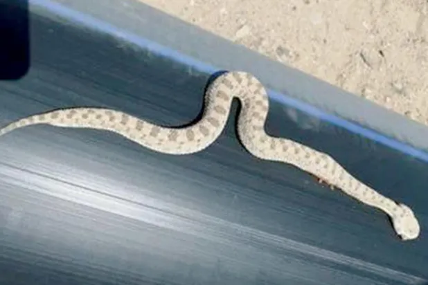 الثعابين تُفزع سكان حي مصري راقٍ