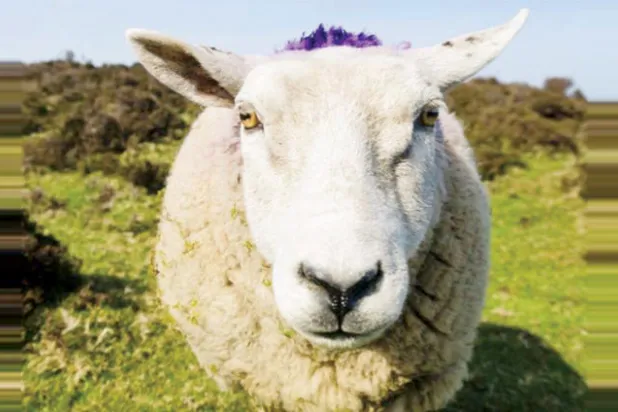 بريطاني يتصل بالطوارئ ليقول إن الأغنام ستأكل أولاده