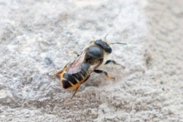 بريطانيا تطارد نحلة  {محكوم عليها بالإعدام}
