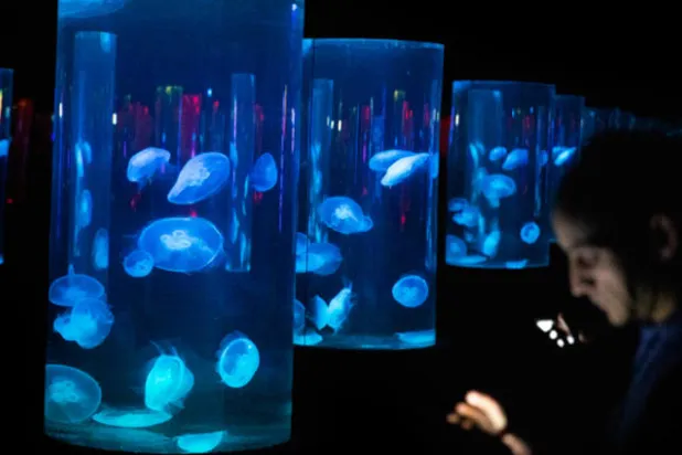 اكتشاف قنديل بحر نادر في جنوب أفريقيا